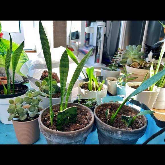 Rooted Snake Plants 🌿 - Picture 4 of 4